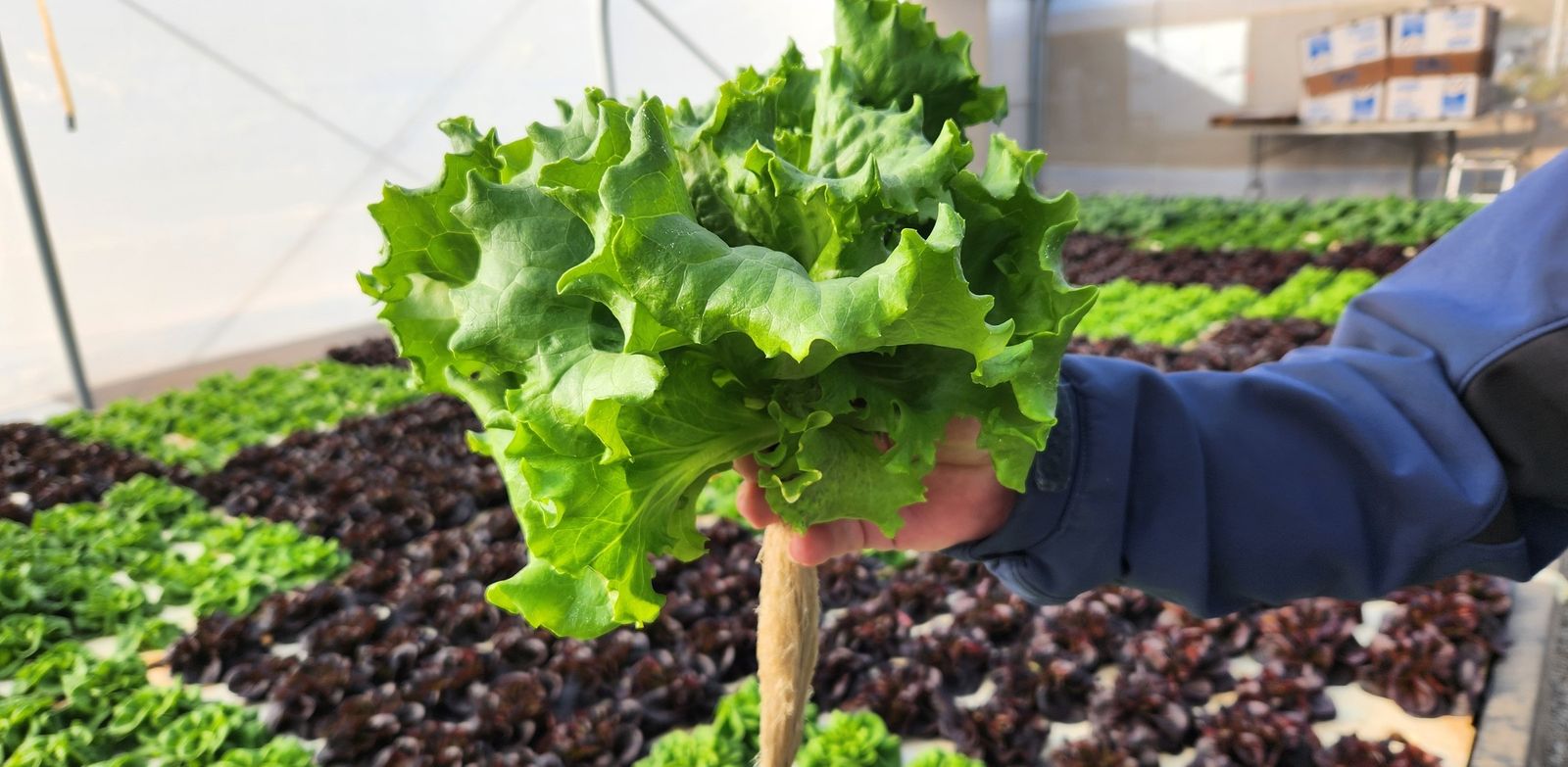 Freshly harvested green leaf lettuce held by hand, roots attached