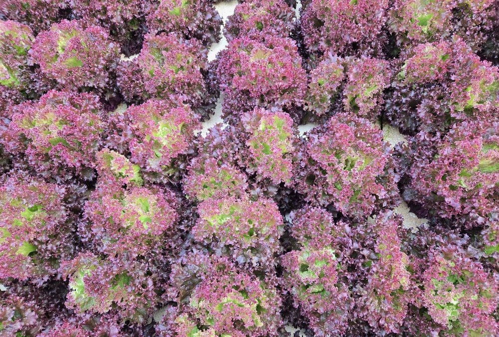Frilled dark red and purple Lollo Rossa lettuce, overhead view