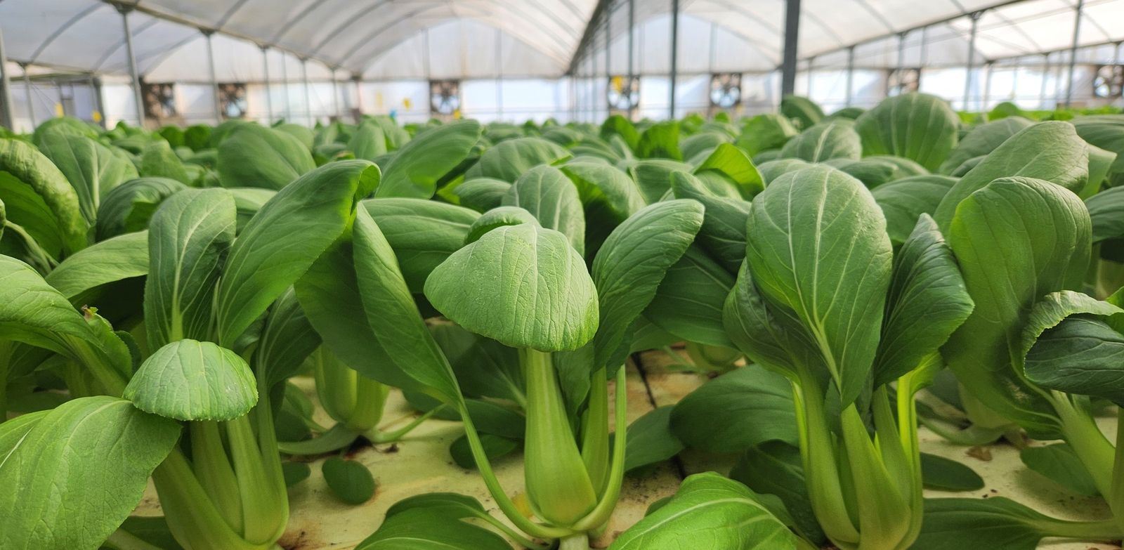 Pac choi rows inside the greenhouse tunnel