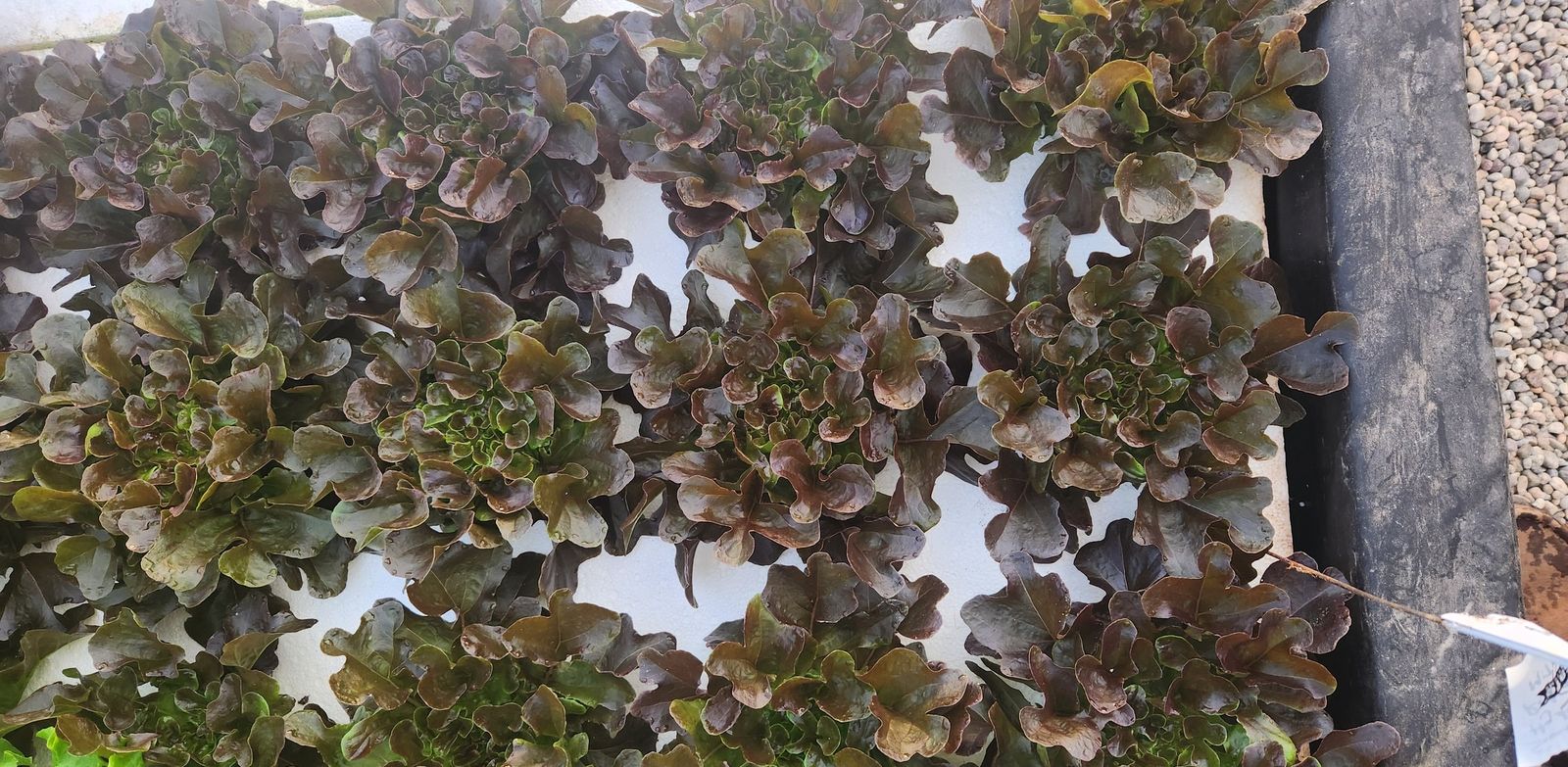 Rows of dark red oakleaf lettuce, overhead view